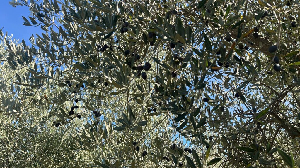 Rami di ulivo con olive mature su uno sfondo di cielo azzurro.