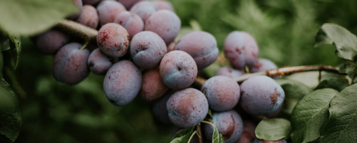 Closeup shot of plums on the branch with a blurred natural background Closeup shot of plums on the branch with a blurred natural background