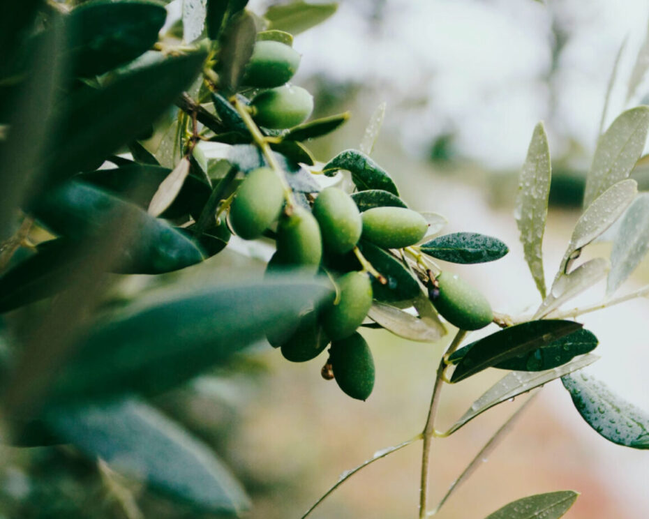 olio-bio-evo-pansa olio-bio-evo-pansa