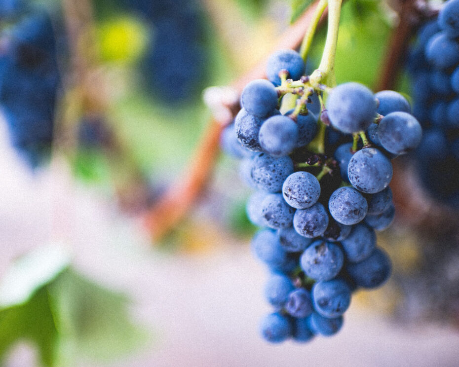 vino-masseria-pansa vino-masseria-pansa