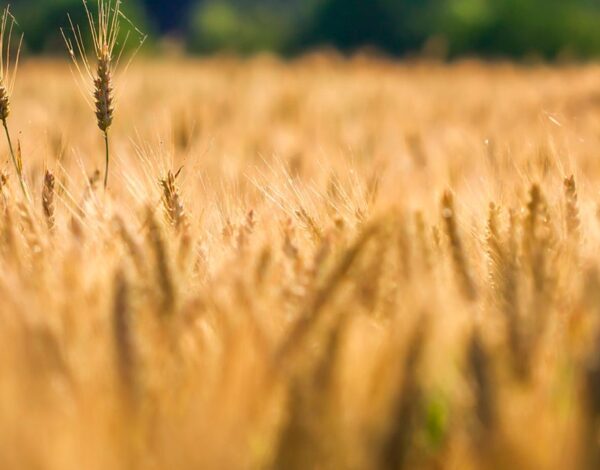 selective-shot-golden-wheat-wheat-field-scaled