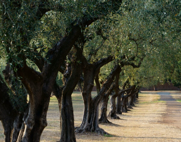 masseria-pansa masseria-pansa